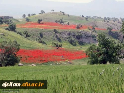 تصاویر طبیعت زیبای استان یلام